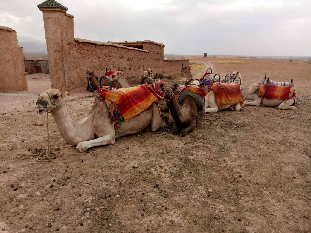medium camel marrakech desert Merzouga 