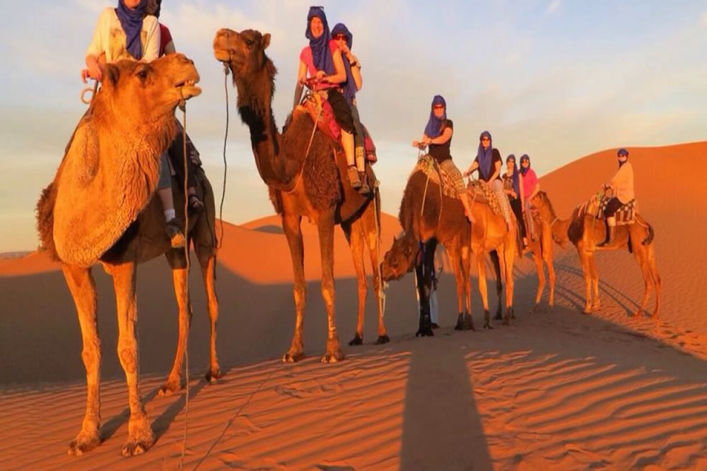 medium group camels in morocco desert marrakech