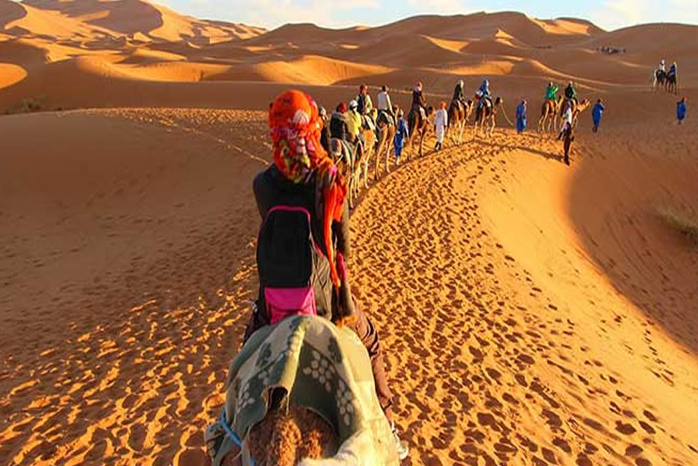 medium camels in desert marrakech
