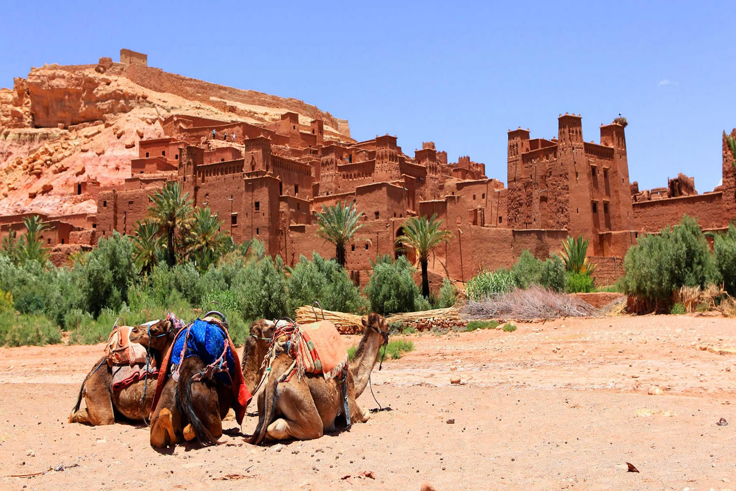 medium Merzouga desert Marrakech camel