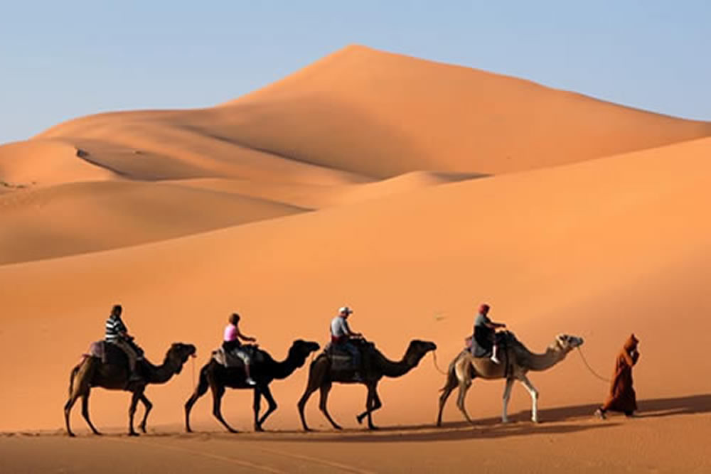 medium desert camels from marrakech IN morocco