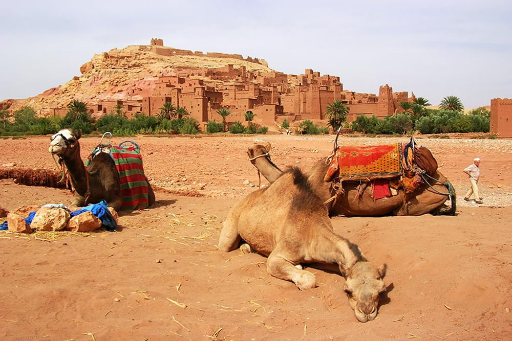 medium camel ait ben haddou ouarzazat