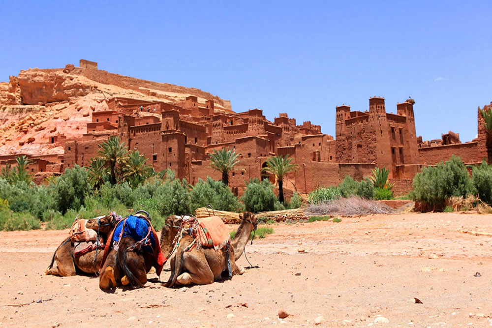 medium camel berber ouarzazat ait ben haddou