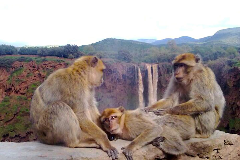 medium tours trips days in ouzoud Monkeys