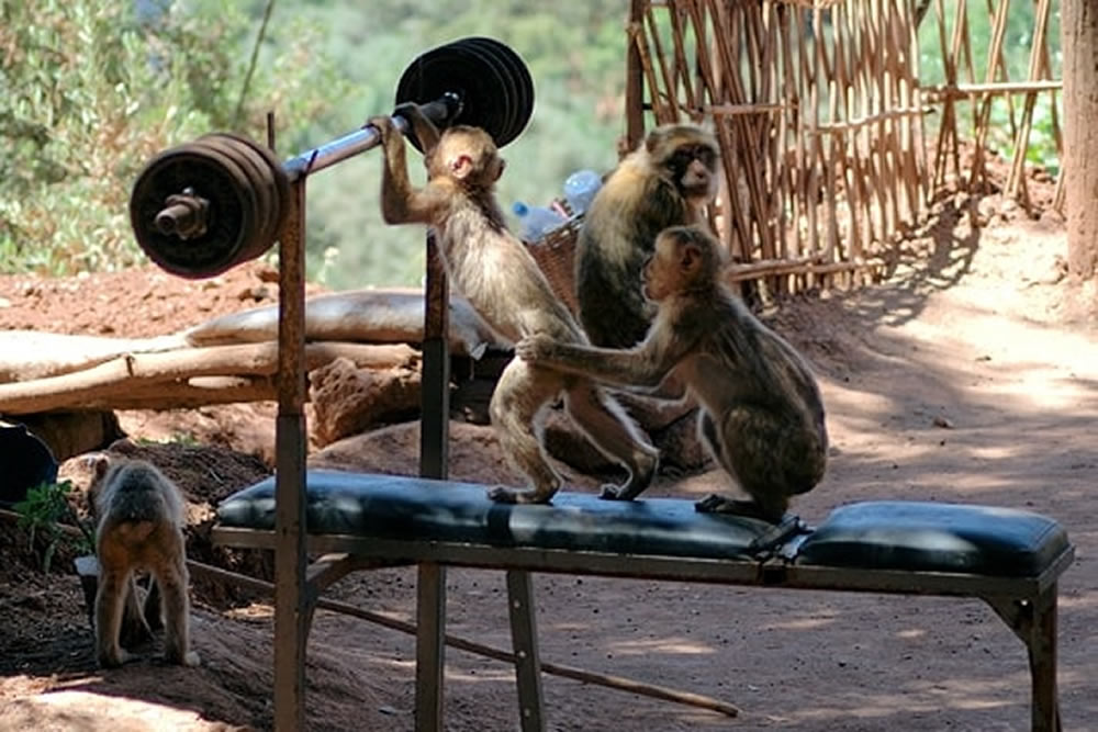 medium day with Monkeys in OUZOUD morocco