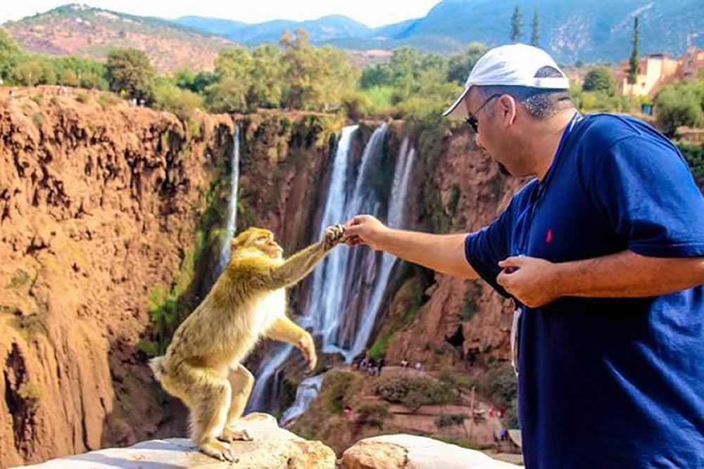 medium Nice Monkeys in OUZOUD morocco