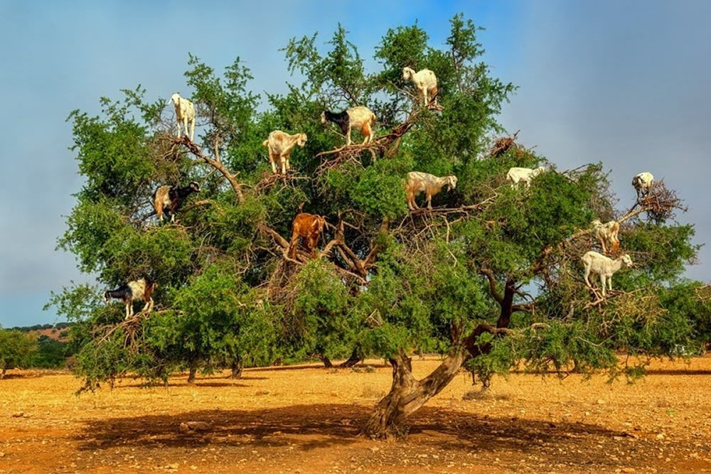 medium essaouira argan tree Pet goats